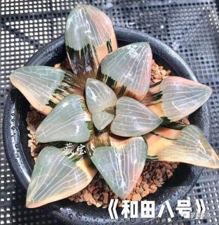 "和田玉"新传奇!一个让你一眼就爱上的多肉新品种!赶紧入手一个吧!